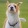 a dog standing in a grassy area