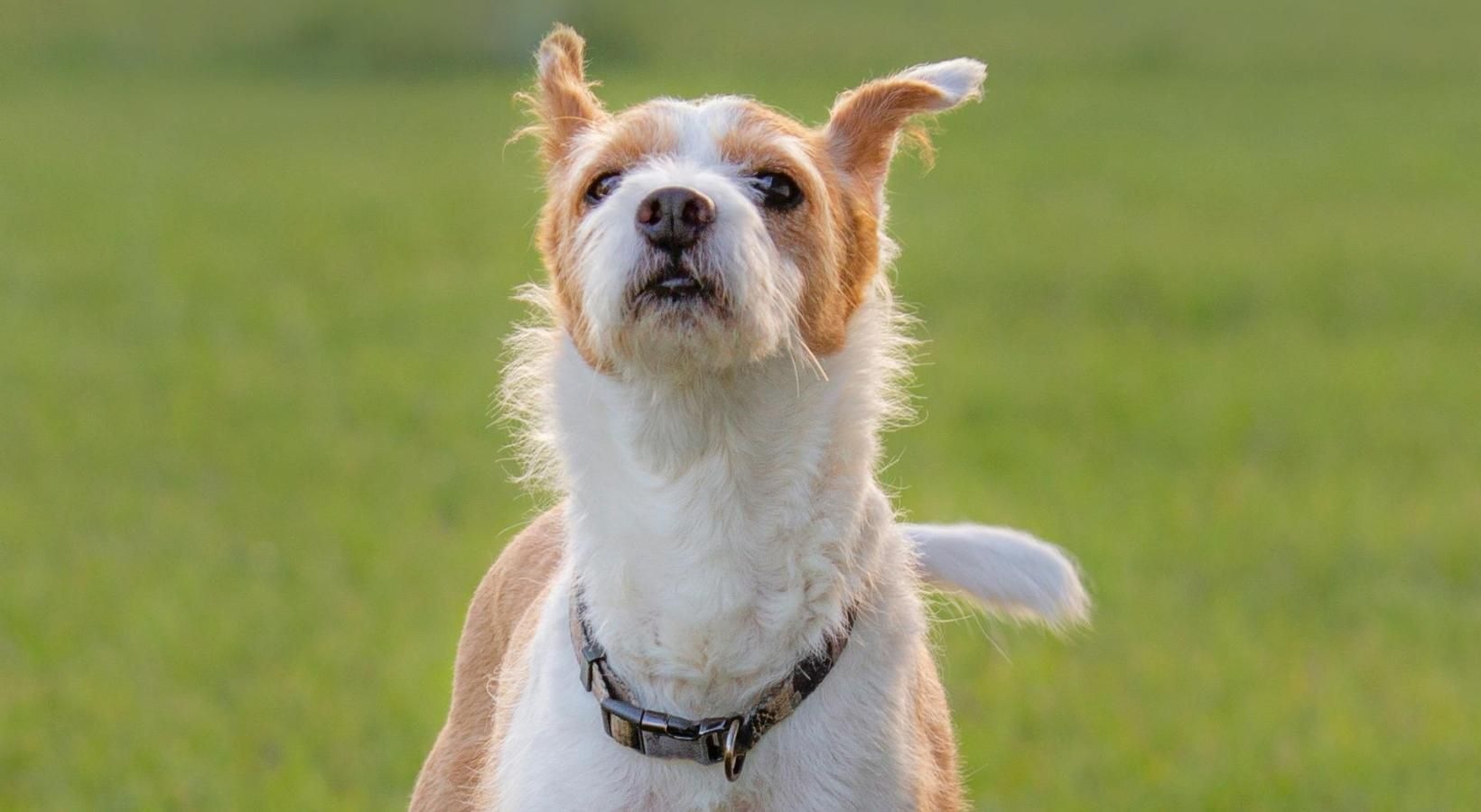 We welcome all your furry friends a dog standing in a grassy area