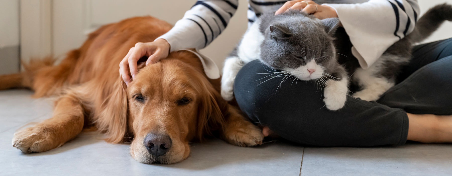 a dog and a cat laying in a persons lap