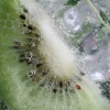 kiwi slices in iced water