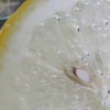 lemons in seltzer water
