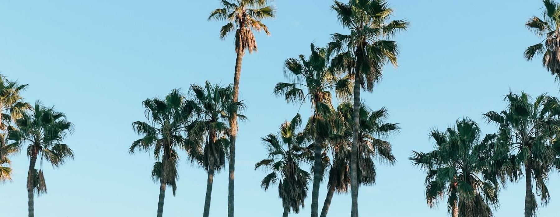 palm trees