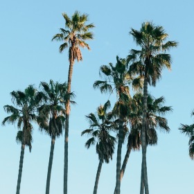 Close to the center of it all palm trees