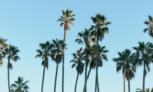 palm trees