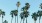 palm trees